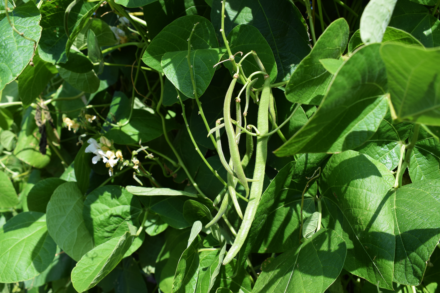 Bountiful Bush Beans